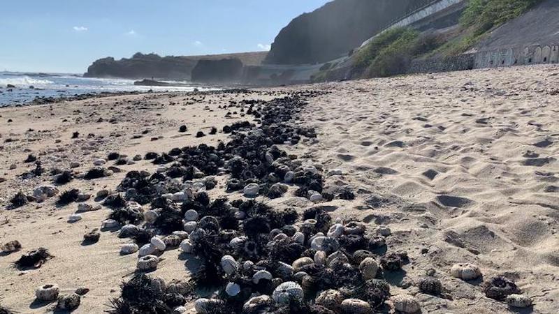 Sea urchin mortalities on Reunion Island CREDIT: Jean-Pascal Quod