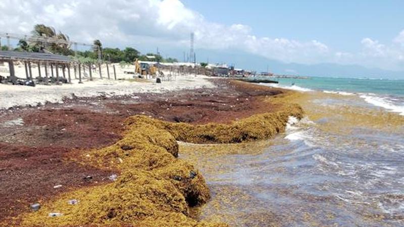 Sargassum in Jamaica, August 2021 CREDIT: Dale Webber.