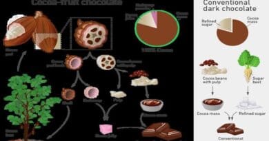 The illustration shows the utilisation of the entire cocoa fruit. CREDIT: Kim Mishra
