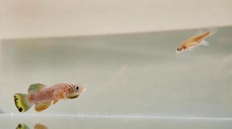 Pair of killifish CREDIT: Rogelio Barajas and Xiaoai Zhao