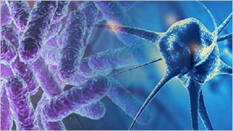 Intermittent fasting has been shown to positively influence the gut microbiome by promoting the growth of beneficial bacteria, which can enhance overall digestive health. A new study shows the benefits of an intemittent fasting and protein pacing diet for weight management. CREDIT: The Biodesign institute at Arizona State University