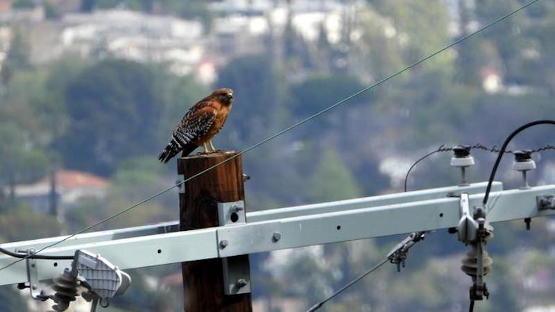 Red-shouldered hawk (Buteo lineatus) perched on a telephone pole in urban Los Angeles. CREDIT: Nurit. D. Katz, CC-BY 4.0