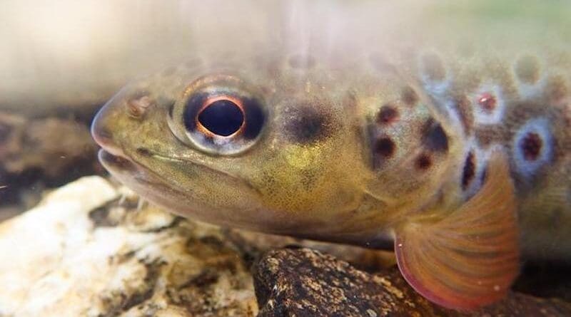 A brown trout CREDIT: Daniel Osmond