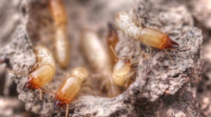 Workers and soldiers of the invasive termite Reticulitermes. Credit: David Mora (https://www.pasiontermitas.com/). CC-BY4.0