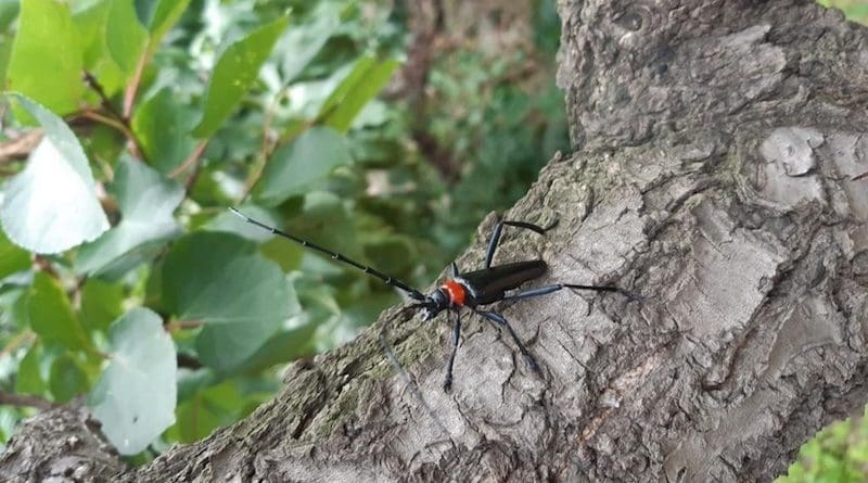 Aromia bungii is regarded as one of the most destructive longhorn beetle pests of fruit trees (Credit: Tim Haye).