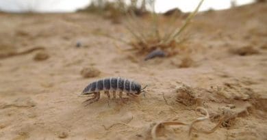 Isopods eat soil crust CREDIT: Moshe Zaguri