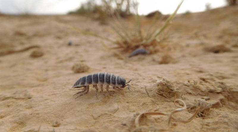 Isopods eat soil crust CREDIT: Moshe Zaguri