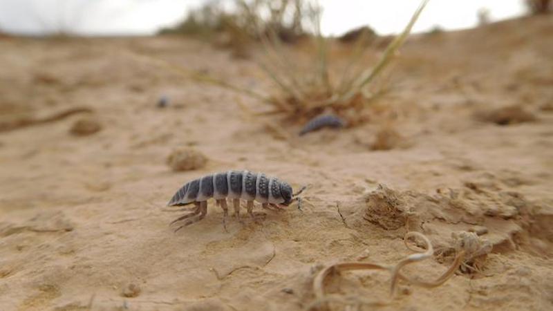 Isopods eat soil crust CREDIT: Moshe Zaguri