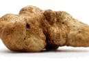 High-priced Piedmont truffles (Tuber magnatum), shown in the picture, are often difficult to distinguish from the cheaper spring truffles (T. borchii) CREDIT: Philipp Schlumpberger and Martin Steinhaus