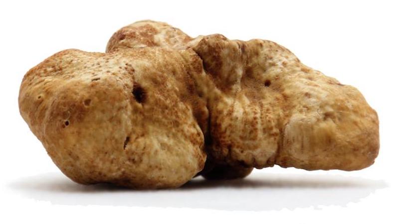 High-priced Piedmont truffles (Tuber magnatum), shown in the picture, are often difficult to distinguish from the cheaper spring truffles (T. borchii) CREDIT: Philipp Schlumpberger and Martin Steinhaus