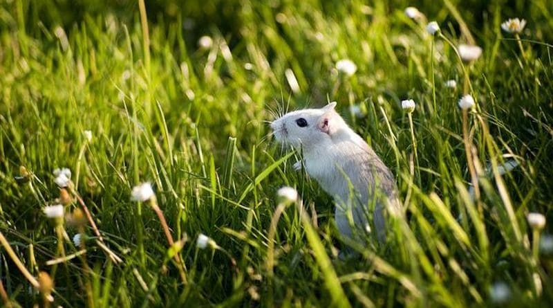 Gerbil in grass