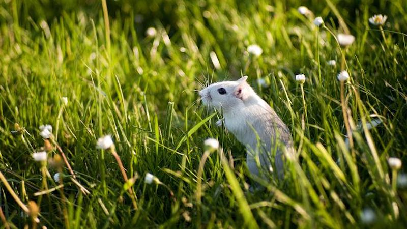 Gerbil in grass