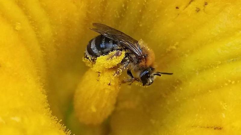 A female squash bee collects pollen on a squash flower in Loganton, Pennsylvania. Researchers found that variation in squash bees' heat tolerance was influenced by size, sex and infection status of the bees. CREDIT: Laura Jones