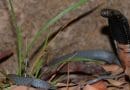 Naja nigriciollis (black-necked spitting cobra) CREDIT: Marius Burger, CC0, via Wikimedia Commons