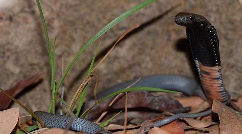 Naja nigriciollis (black-necked spitting cobra) CREDIT: Marius Burger, CC0, via Wikimedia Commons