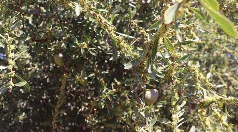 An Argan tree. Photo Credit: High Atlas Foundation (HAF)