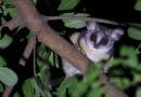 A southern lesser galago (Galago moholi) clings to a tree at night in the Lajuma Research Centre in South Africa. CREDIT: Téo Novel-Jandet