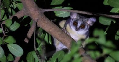 A southern lesser galago (Galago moholi) clings to a tree at night in the Lajuma Research Centre in South Africa. CREDIT: Téo Novel-Jandet