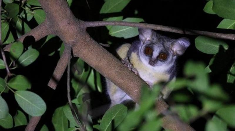 A southern lesser galago (Galago moholi) clings to a tree at night in the Lajuma Research Centre in South Africa. CREDIT: Téo Novel-Jandet