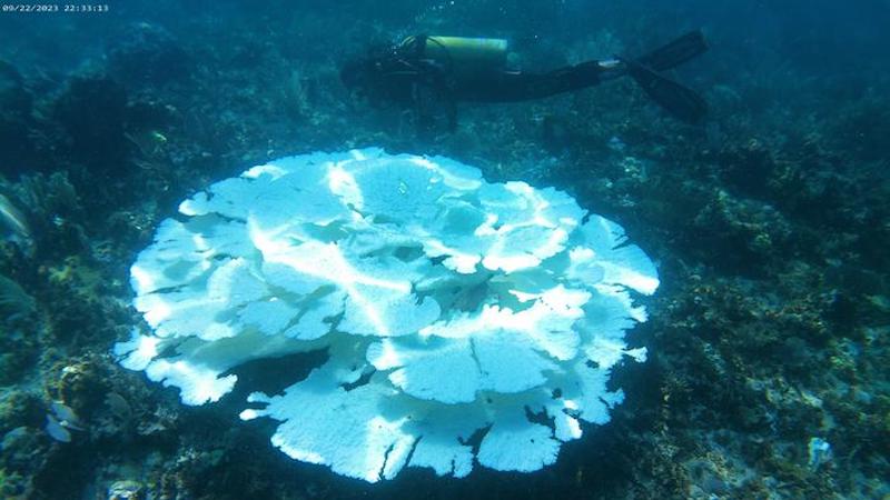 A bleached Acropora palmata image from Jamaica taken in October 2023. CREDIT: Sabine Hossenfelder/Oxford Open Climate Change