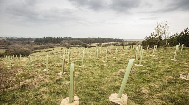 Tree planting at Forder Farm, Dartmoor (UK), part of efforts to expand woodland as part of the Dartmoor Headwaters Pilot Project CREDIT: Lloyd Russell, University of Plymouth