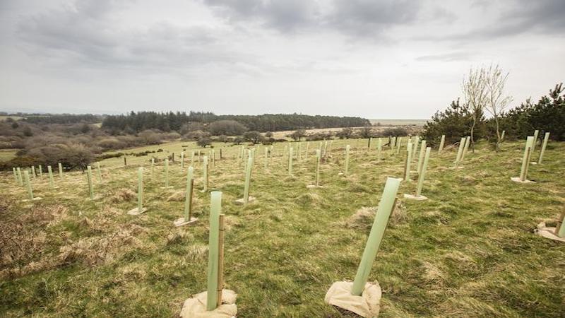 Tree planting at Forder Farm, Dartmoor (UK), part of efforts to expand woodland as part of the Dartmoor Headwaters Pilot Project CREDIT: Lloyd Russell, University of Plymouth