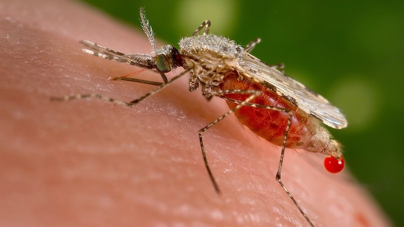 An anopheles stephensi, female mosquito. Photo Credit: Jim Gathany, Wikipedia Commons