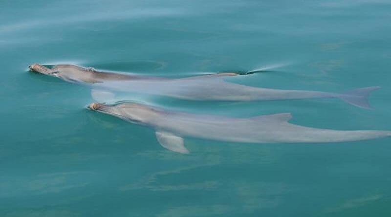 Synchronous dolphins CREDIT: Shark Bay Dolphin Research