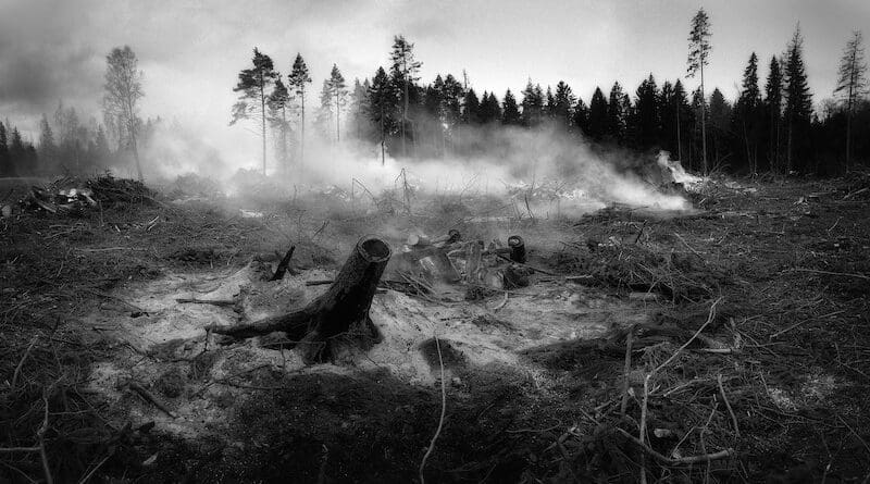 wildfire forest file photo