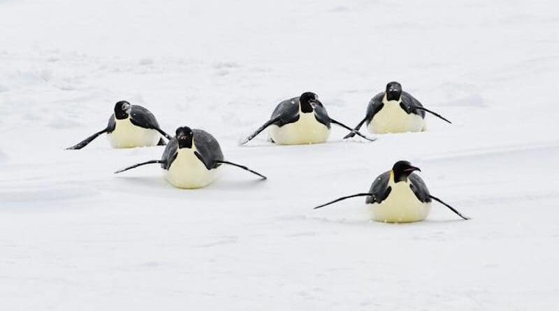 Five Emperor penguins slide on an ice floe. CREDIT: Alfred Wegener Institute / Mario Hoppmann