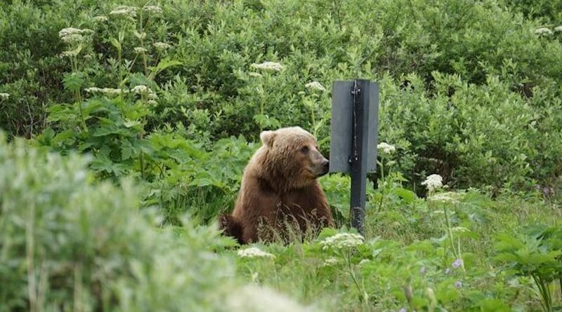 A bear in Frazer Lake, Alaska, puts a finer point on the intersection of people and nature. CREDIT: Veronica Frans, Michigan State University