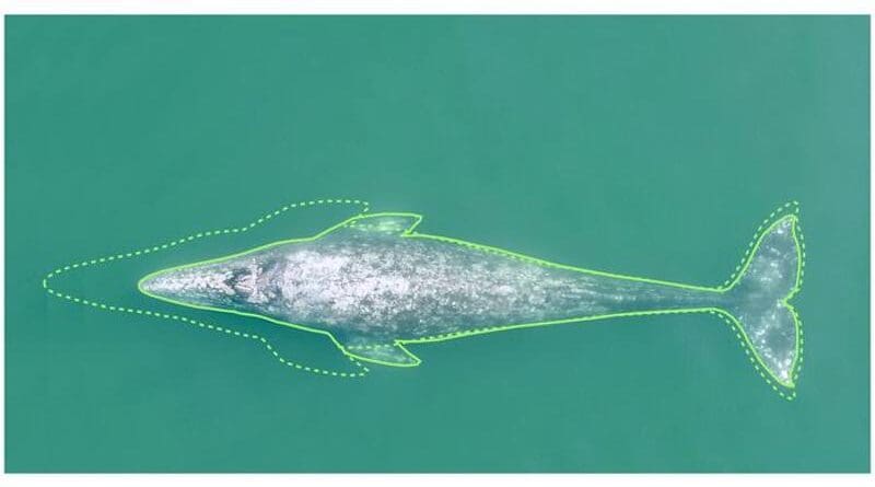 This schematic shows the difference in length between a PCFG gray whale born in 2020 vs one born prior to the year 2000. OSU researchers determined that a full-grown PCFG gray whale born in 2020 is expected to reach an adult body length that is 1.65 meters (about 5 feet, 5 inches) shorter than a gray whale born prior to 2000. For PCFG gray whales that grow to be 38-41 feet long at full maturity, that accounts for a loss of more than 13% of their total length. CREDIT: Courtesy K.C. Bierlich, OSU Marine Mammal Institute