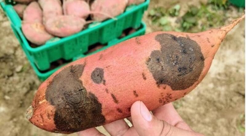 Sweetpotato with black rot symptoms caused by the fungus Ceratocystis fimbriata. CREDIT: Camilo Parada-Rojas