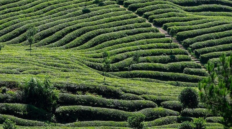 file photo tea plantation