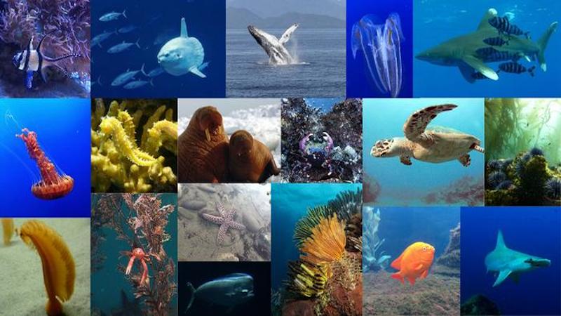 Collage of oceanic organisms CREDIT: Harrison Tassof