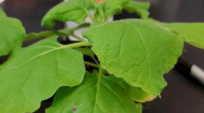 In a new study, scientists reprogrammed Nicotiana benthamiana plants to produce a diverse array of beneficial sugars that are found in breast milk, called human milk oligosaccharides. CREDIT: Collin Barnum