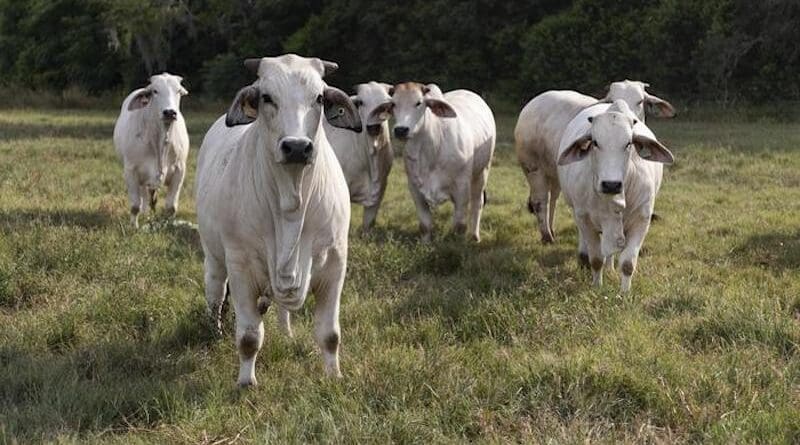 Brahman cattle. CREDIT: UF/IFAS