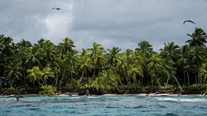 Sooty terns and other seabird species flying above a remote atoll island where rats are not present CREDIT: Nathan Peacock