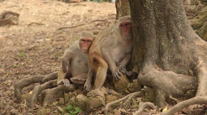 Macaques in the shade on Cayo Santiago CREDIT: Lauren Brent