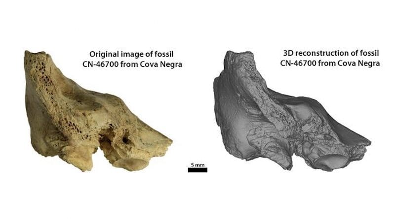 Fossil CN-46700 CREDIT: Science Advances