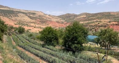 Tree nursery in Azilal, Morocco. Photo Credit: High Atlas Foundation