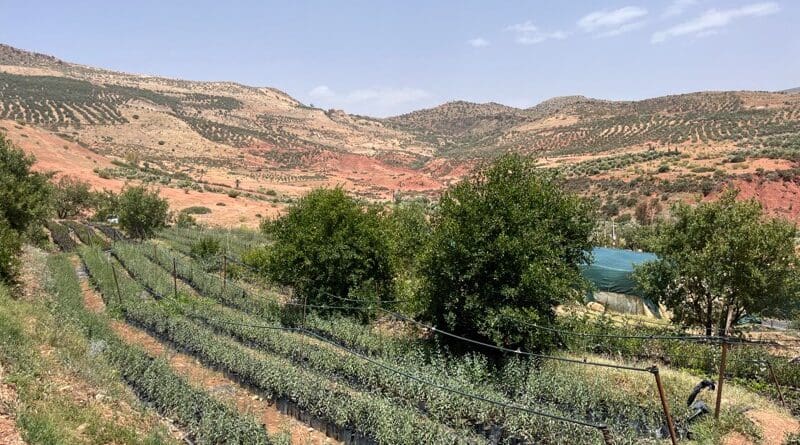 Tree nursery in Azilal, Morocco. Photo Credit: High Atlas Foundation
