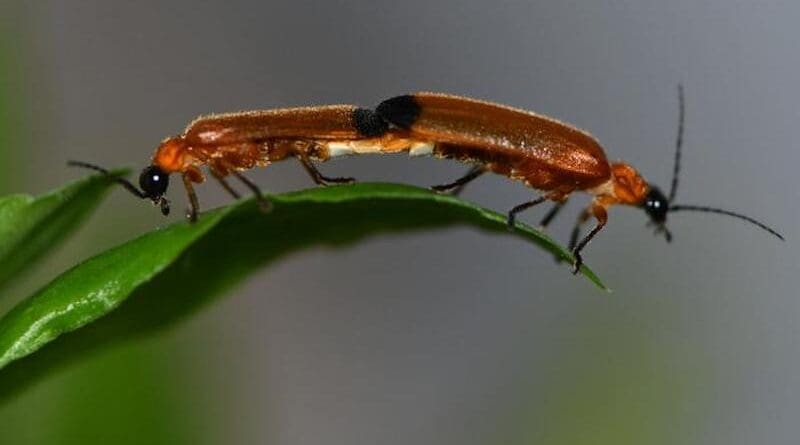Abscondita anceyi from Wolong National Natural Reserve, Sichuan, China. CREDIT: Chengqi Zhu