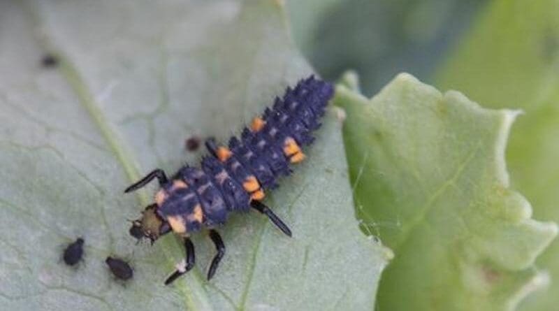 Aphids on the test field from the University of Bonn. CREDIT Photo: Séverin Hatt/University of Bonn