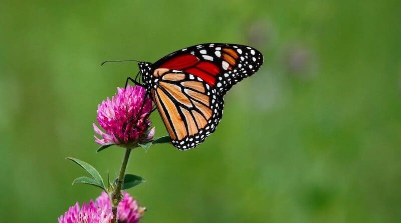 monarch butterfly