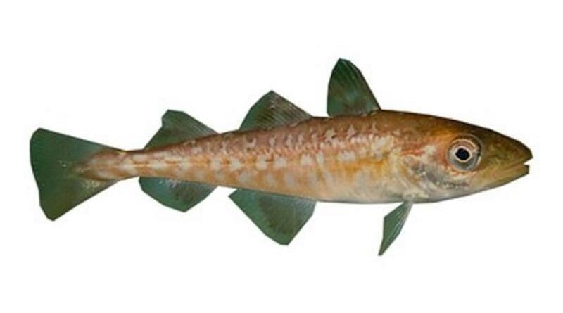 Juvenile Pacific cod CREDIT: Courtesy of Ben Laurel, NOAA Alaska Fisheries Science Center
