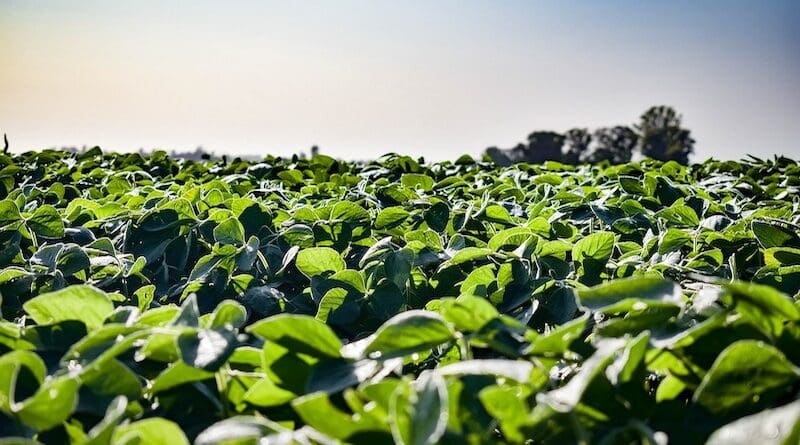 soybeans farm agriculture
