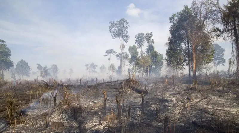 File photo of illegal deforestation near Saen Monourom, Mondulkiri Province, Cambodia. Photo Credit: Christian Pirkl, Wikipedia Commons