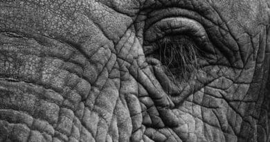 elephant eye file photo