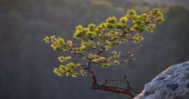 pine tree